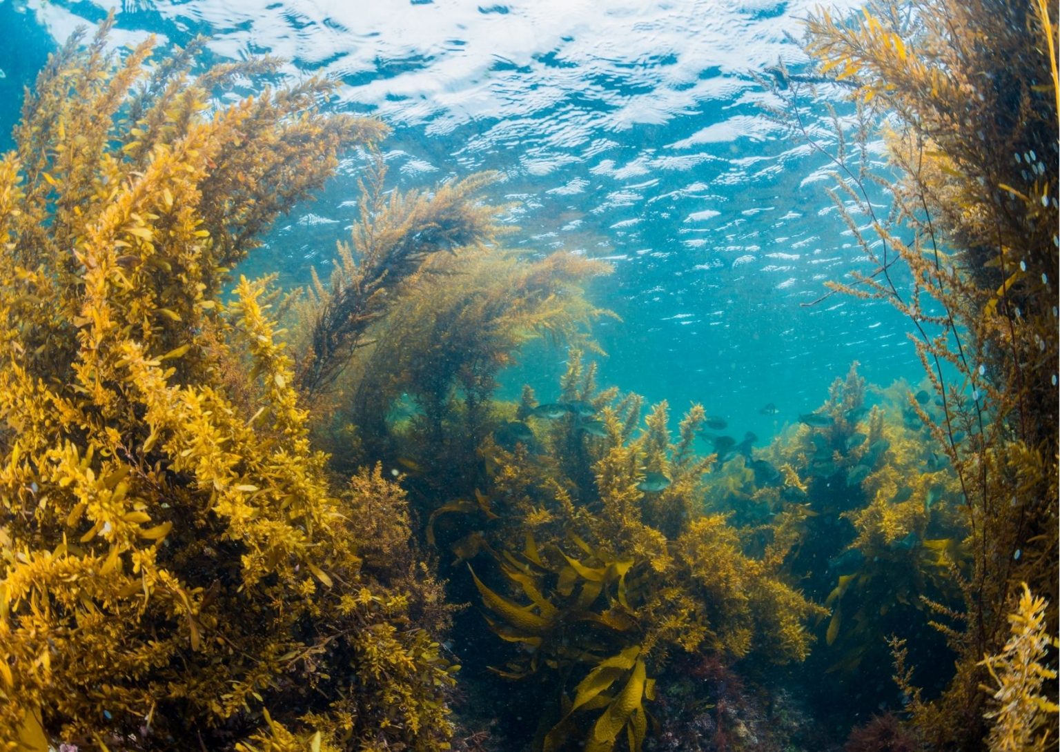 植物海藻图片大全-植物海藻高清图片下载-觅知网